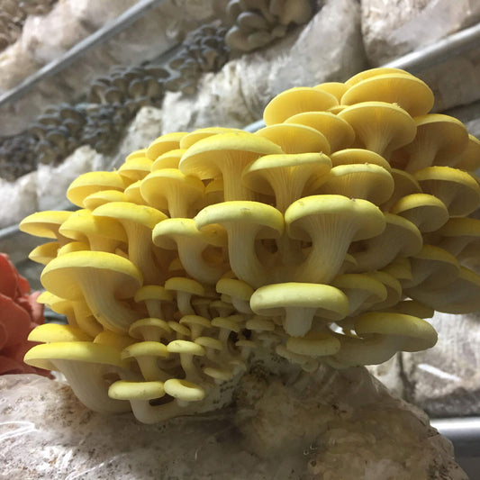 Gold Oyster Fruiting Block