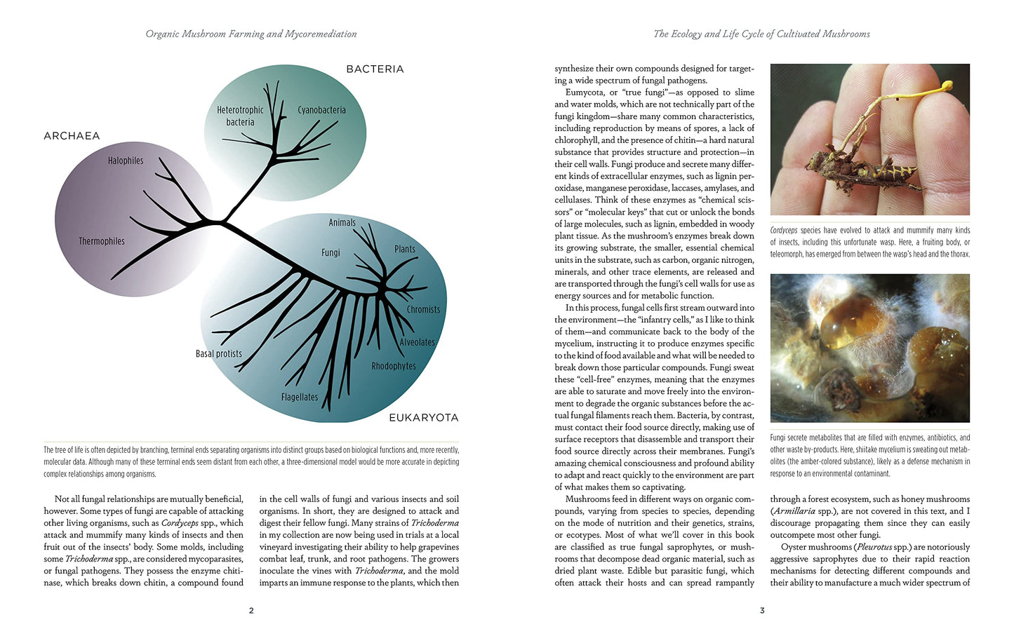 Organic Mushroom Farming and Mycoremediation: Simple to Advanced and Experimental Techniques for Indoor and Outdoor Cultivation