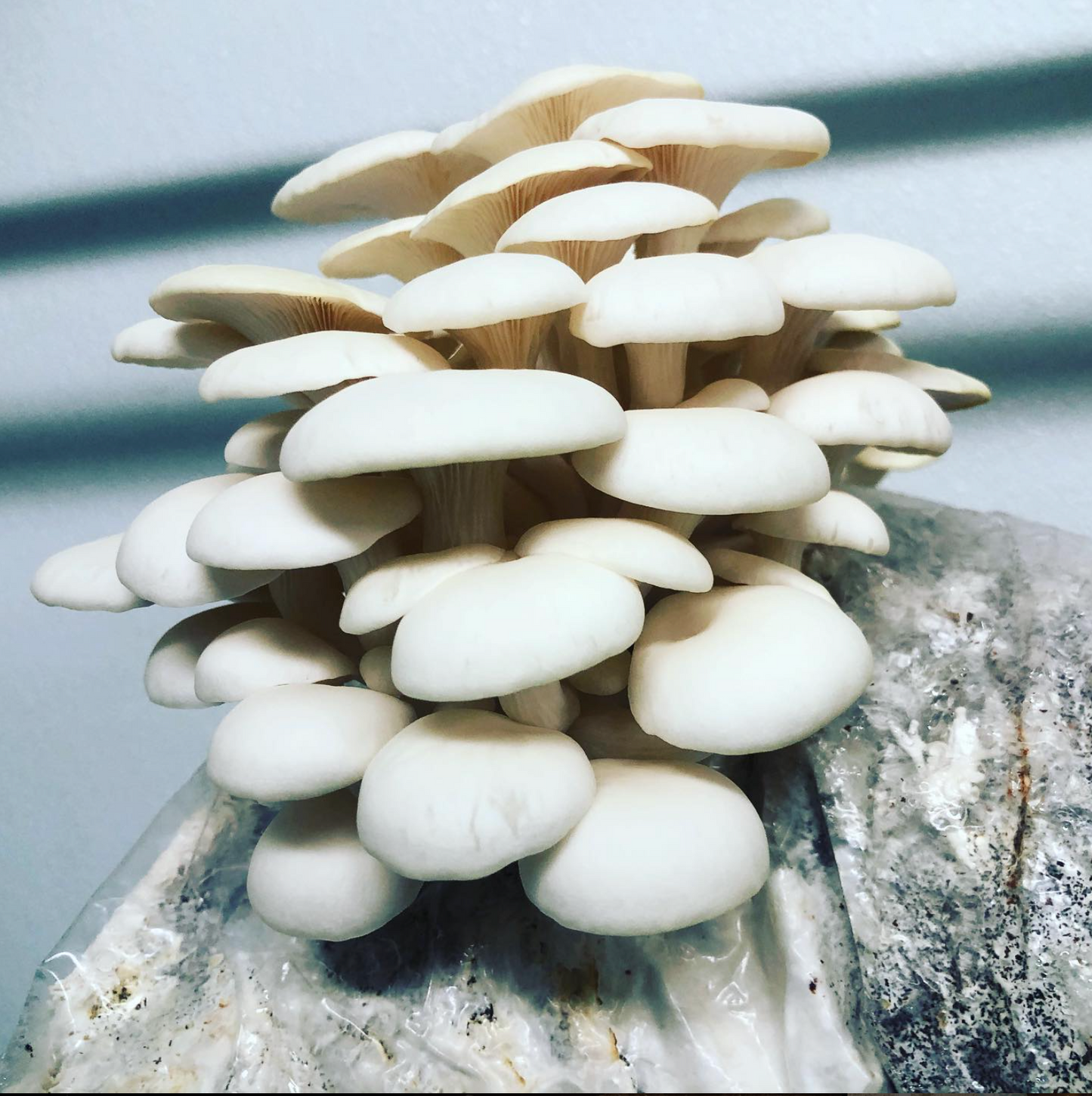 Snow Oyster Fruiting Block