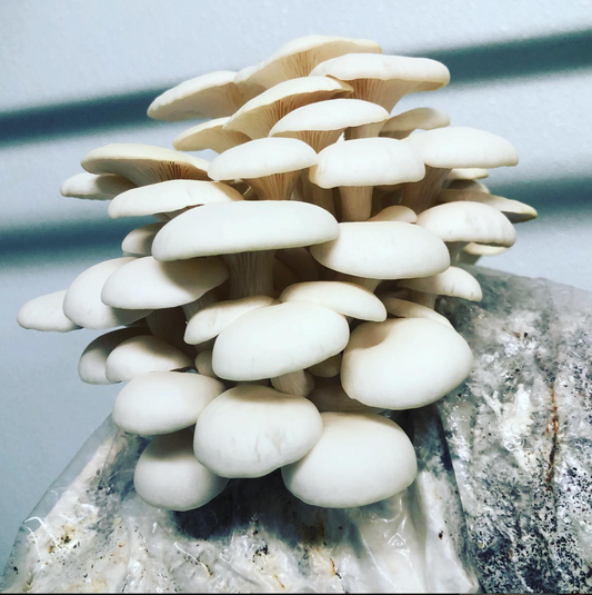 Fruit Your Own Mushroom Kits – Mile High Fungi