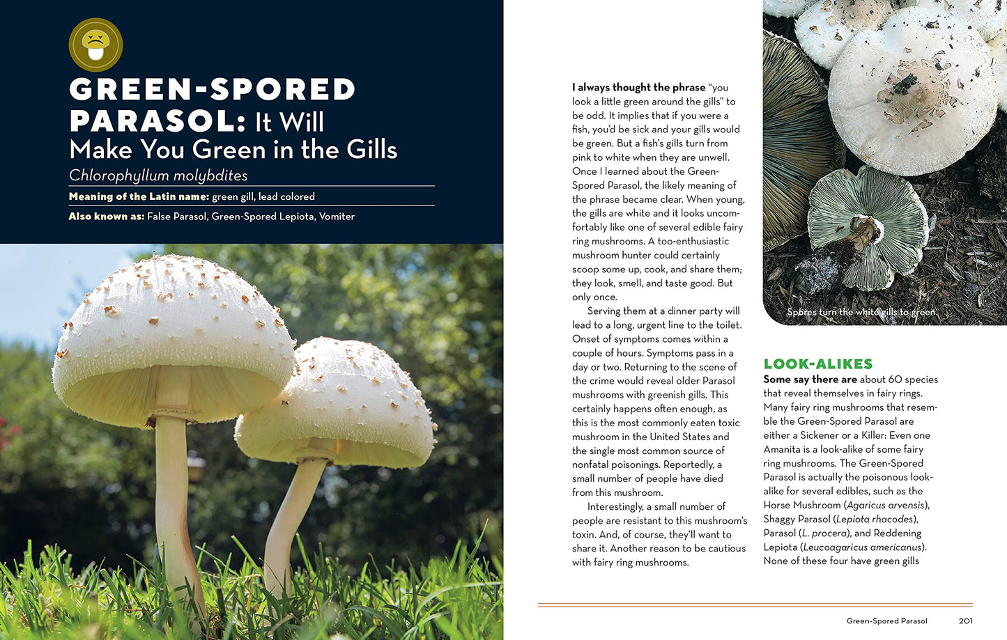 How to Forage for Mushrooms without Dying: An Absolute Beginner's Guide to Identifying 29 Wild, Edible Mushrooms