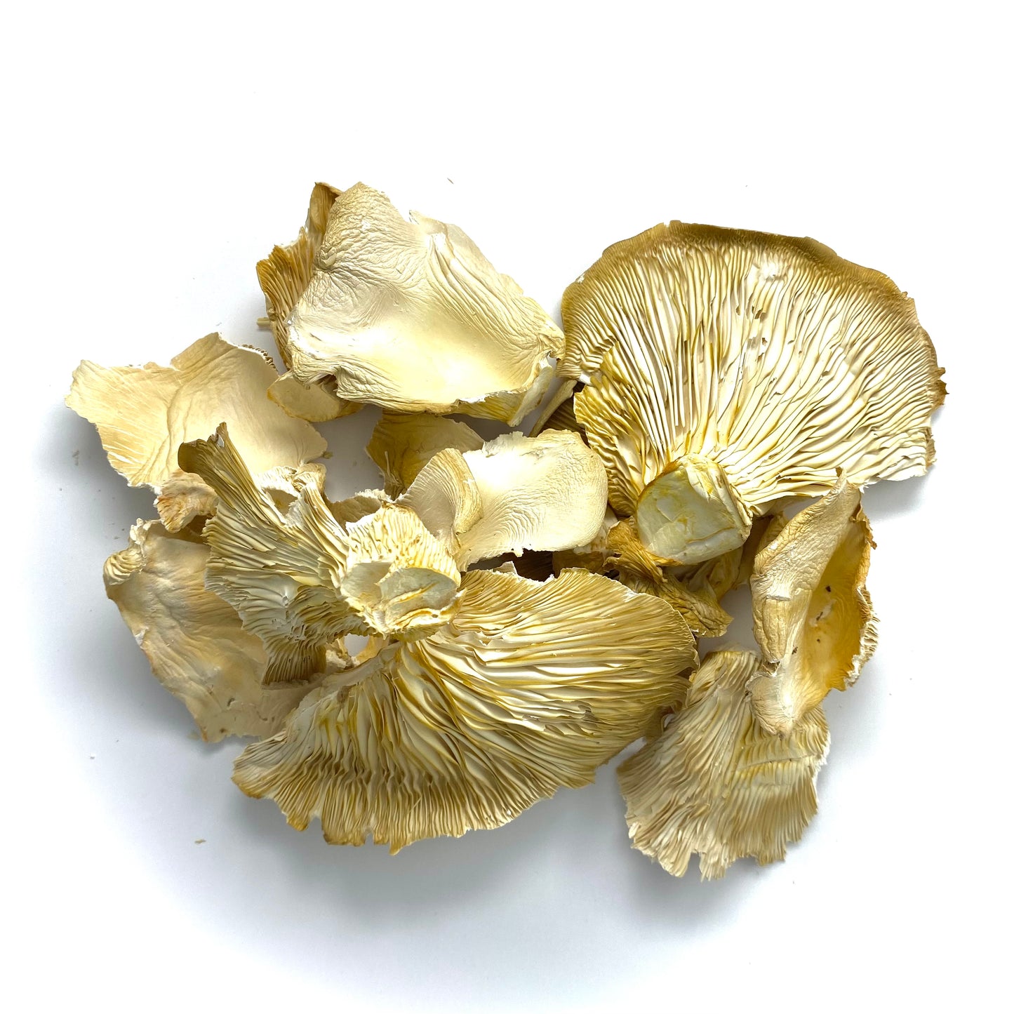 Snow Oyster Dried