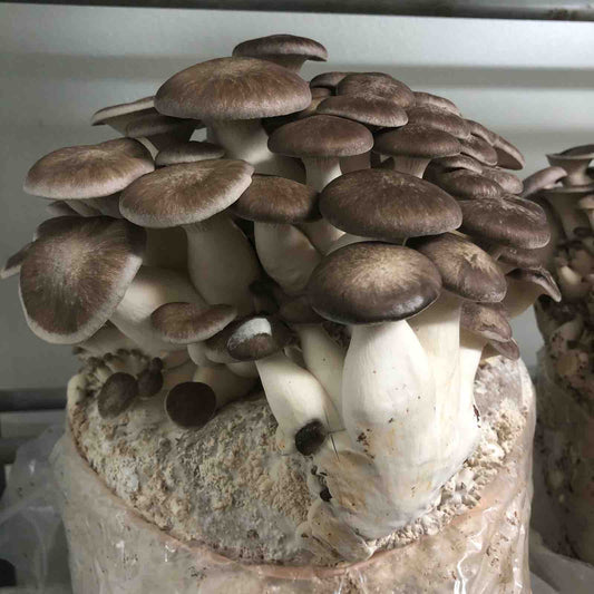 Black Pearl Oyster Fruiting Block