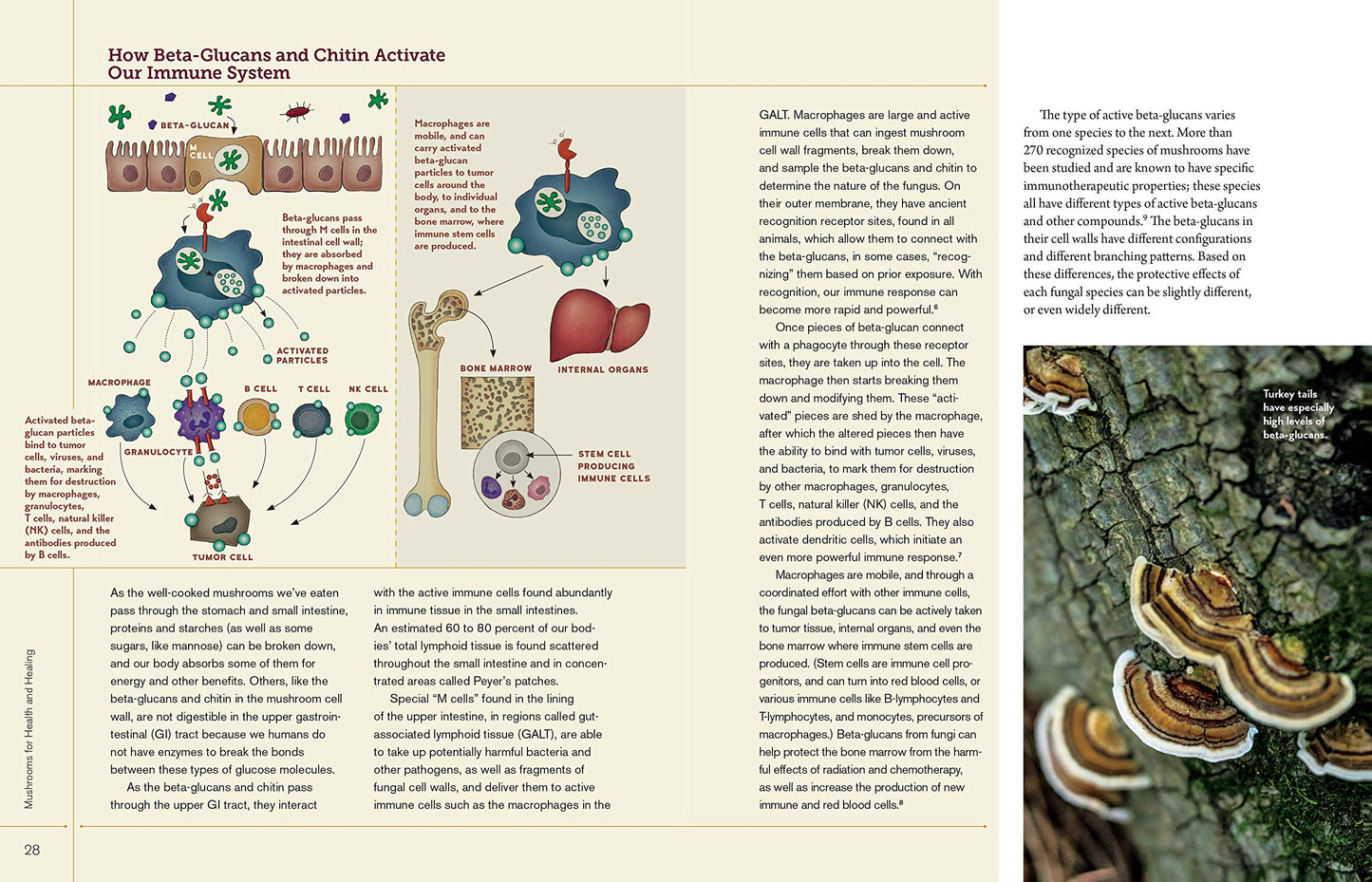 Christopher Hobbs's Medicinal Mushrooms: The Essential Guide: Boost Immunity, Improve Memory, Fight Cancer, Stop Infection, and Expand Your Consciousness