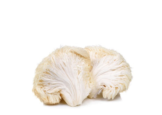 Lion's Mane Fruiting Block